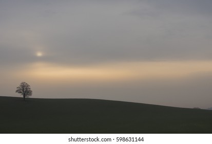 lone tree