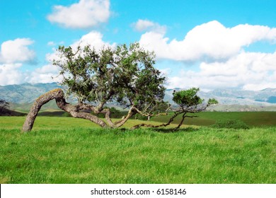Lone Tree