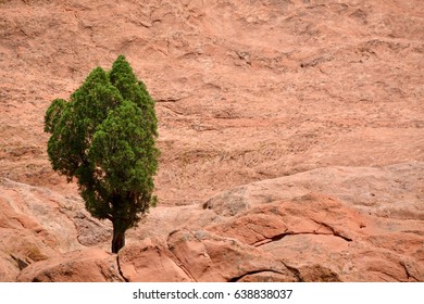 Lone Tree