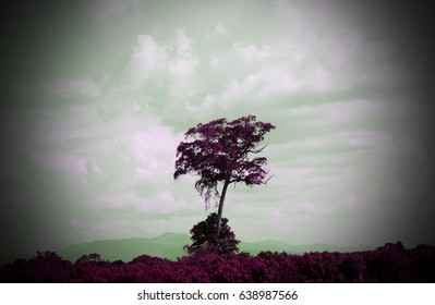 Lone tree
