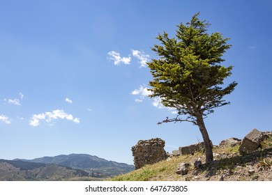 A lone Tree