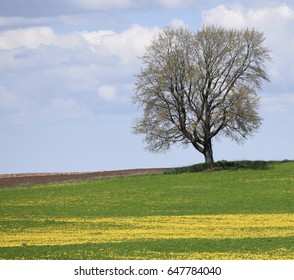 Lone Tree