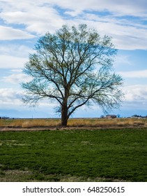 Lone Tree
