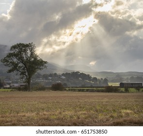 Lone tree