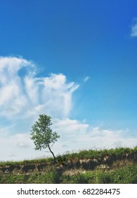 Lone Tree