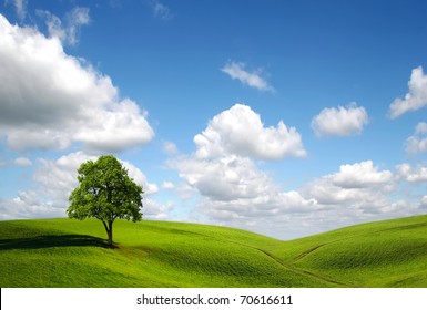 Lone tree