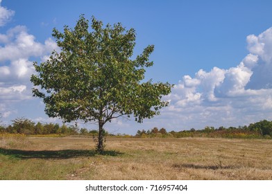 Lone Tree