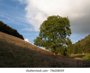 Lone tree
