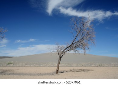 Lone Tree against Sand and Blue Sky at Bruneau Sand Dunes near Boise Idaho