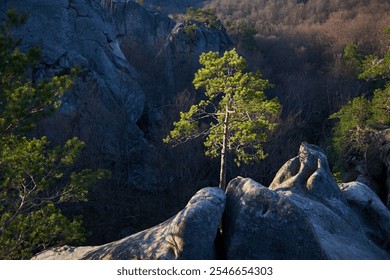 Lone tree amidst rugged rocks, vibrant green foliage contrasting sharply with dark, barren landscape surrounding it. Serene beauty and strength of nature in remote, rocky terrain. - Powered by Shutterstock