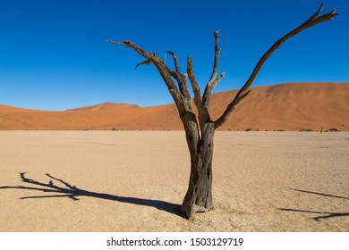 Lone tree in the arid landscape with a road in the distance - Powered by Shutterstock