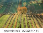 A lone tree in autumn in a colourful vineyard in the rolling hills and rural countryside agricultural landscape in the Hodonin District of South Moravia in the Czech Republic.