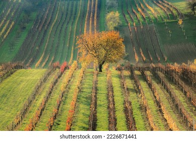 A lone tree in autumn in a colourful vineyard in the rolling hills and rural countryside agricultural landscape in the Hodonin District of South Moravia in the Czech Republic.