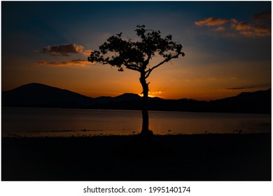 Lone Tree Balmaha, Loch Lomond National Park