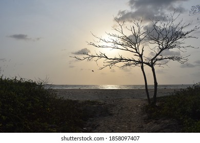 A lone tree in a beach