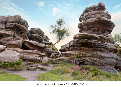 Lone tree between rock formations at Brimham Rocks, Yorkshire Dales, England
