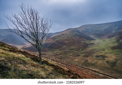 A Lone Tree In A Bleak Windswept Valley In The Scottish Borders