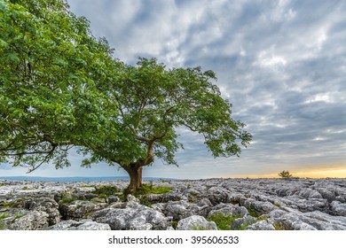 Lone tree with bright green summer foliage with rocks and boulders at the Limestone Pavement's in North Yorkshire, UK. - Shutterstock ID 395606533