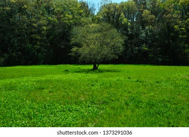 A Lone Tree Budding in the Spring Green Field