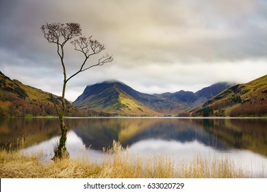 Lone Tree At Buttermere In The English Lake District