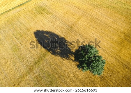 lone tree casting shadow in golden field aerial view top down view single tree projecting shadow over golden crop