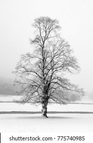 Lone Tree Chatsworth In The Peak District