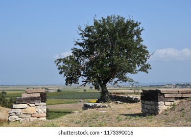 
lone tree composition.