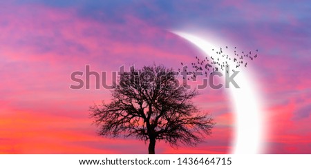 Similar – Light and shadow Tree