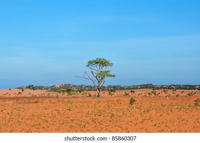 Lone tree in desert