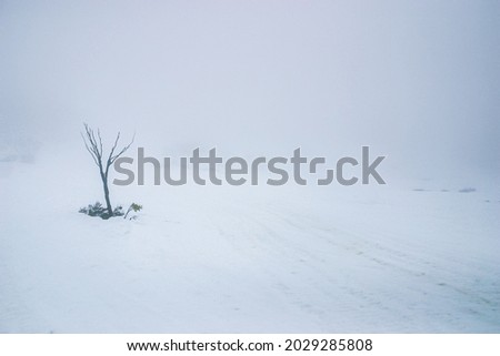 A lone tree in a desolate snowscape, bleak, foggy and void of life