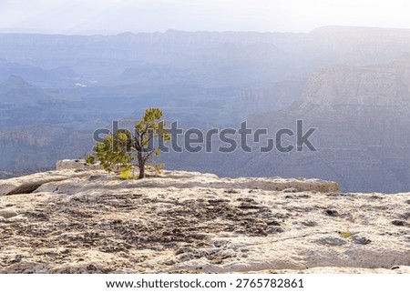 Lone tree at the edge of canyon cliff in desert 
