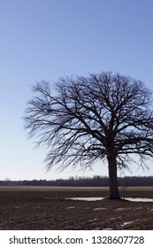 Lone Tree in Field