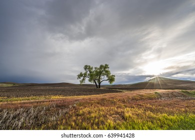 Lone tree in field