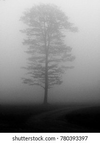 Lone Tree in a Field