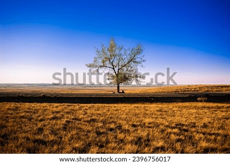 Similar – Foto Bild schräger Baum Winter