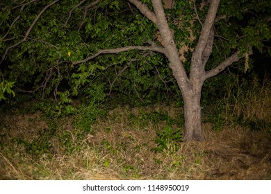 A Lone Tree In A Grassy Field Off To The Side Of Arbor Hills Nature Preserve's Dirt Trail At Night.