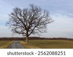 Lone tree in a grassy field on the countryside with a dirt road. 