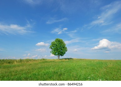 Lone tree in green meadow with blue sky