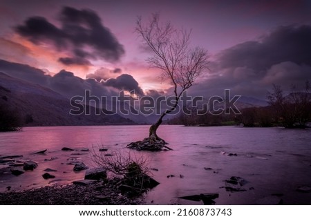 Lone Tree of llyn Padarn