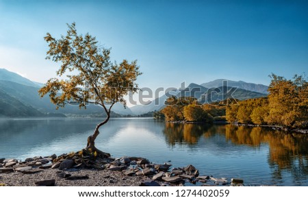 The Lone Tree at Llyn Padarn with the back drop of Snowdon