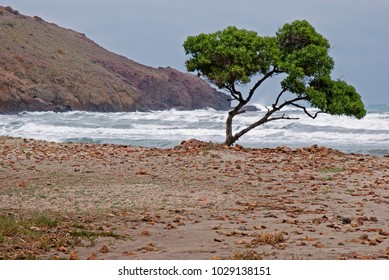 Lone tree in the middle of the beach