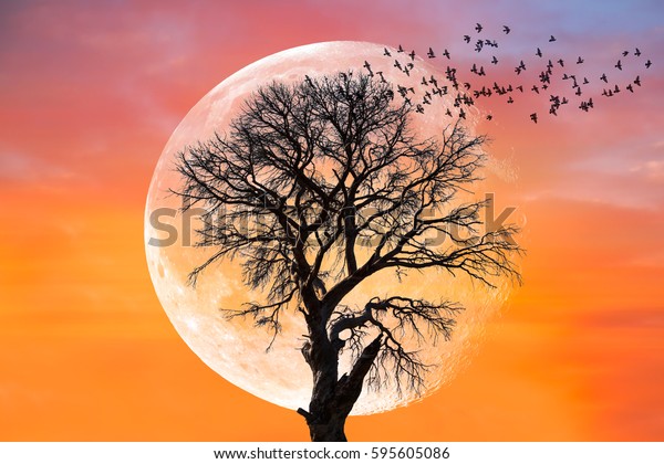 Lone tree with moon at it\
largest also called supermoon \