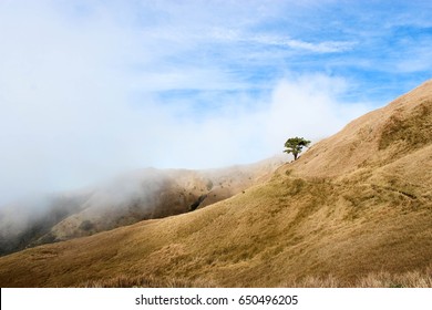  Lone Tree Of Mt. Pulag