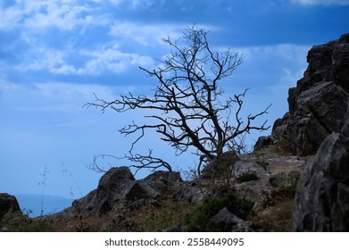 A lone tree with no leaves stands on rocky terrain under a vibrant cloudy sky, symbolizing resilience and solitude. - Powered by Shutterstock