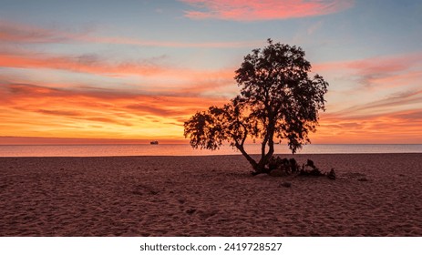 A lone tree on the beach at sunrise in Vera Playa, Almeria south eastern Spain - Powered by Shutterstock