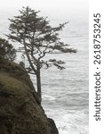 Lone tree on cliff overlooking the Pacific Ocean at Yaquina Head Lighthouse