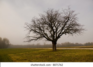 Lone tree on gray winter day.