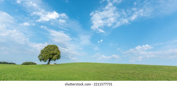 Lone Tree On A Hill In The French Countryside