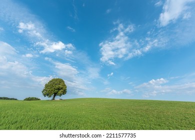 Lone Tree On A Hill In The French Countryside