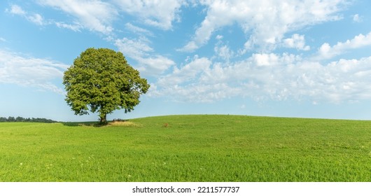 Lone Tree On A Hill In The French Countryside